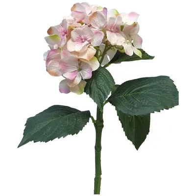 Produktbild von Hortensie, pink, 48 cm, 225039