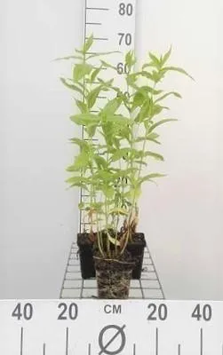 Obrázek produktu pro 6 x Phlox (p) 'White Admiral' - Plamenný květ - květináč 9 x 9 cm