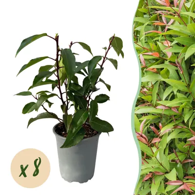 Produktbild von GreenboutiQ - Heckenpflanzen - Prunus lusitanica Angustifolia - Blatt grün - 8 Pflanzen - 1 laufender Meter - immergrün - Topf 9cm Höhe 30-35cm