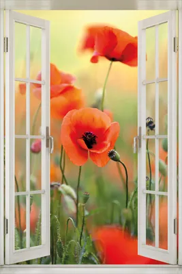 Produktbild von Wallario Poster mit Fenster-Illusion: Mohnblumenblüten, Größe: 100 x 150 cm