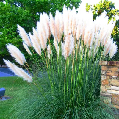Produktbild von Set Frosthartes Amerikanisches Pampasgras Cortaderia Ziergras 2x weiß