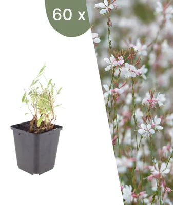 Image de Plants by Frank | 60 Plantes de gaura | Gaura lindheimeri | Plantes vivaces rustiques | Vivaces | Plantes de jardin