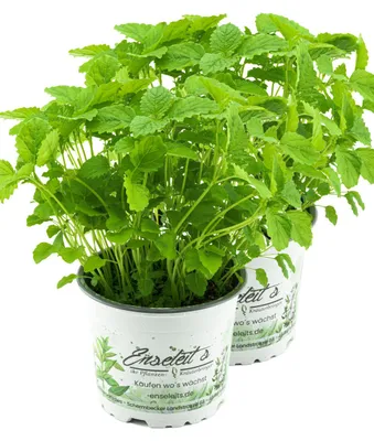 Produktbild von Enseleits 2er Set Zitronenmelisse, Marktfrische Qualität