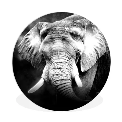 Produktbild von MuchoWow® Rundes Wandbild - Runde Bilder Elefant - Rauch - Zähne - Schwarz - Weiß Ø 90 cm Kreis Wanddekoration Kunststoff - Wandkreis - Wandschmuck - Wand-Kreis - Wohnzimmer - Bild - Runde - Wanddeko - Dibond - Kunstdrucke
