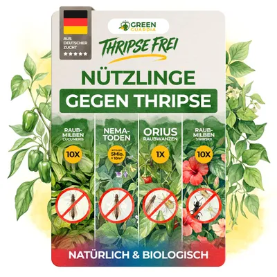 Produktbild von Thripse-Frei Bundle – Raubmilben, Orius & Nematoden