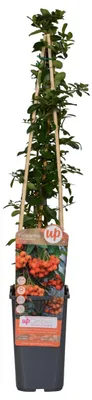 Immagine prodotto di Pungitopo 'Orange Glow' - Ø15cm - ↕65cm