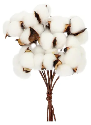Produktbild von Wattebällchen Dekoration Baumwollzweige Weiß 10 Stück für Weihnachtsstrauß und Trockenblumen in der Vase