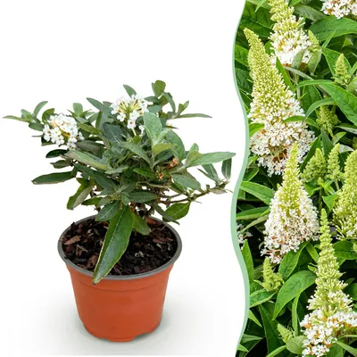 Zdjęcie produktu dla Krzew motylkowy Buddleja davidii Butterfly Candy Little White, bialy, 20 - 25cm