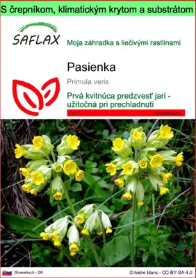Obrázok produktu pre SAFLAX Garden to go - pasienka - Primula veris - 100 Semená - S črepníkom, klimatickým vekom a pestovateľským substrátom