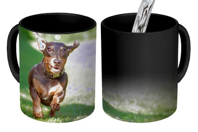 Obrázok produktu pre MuchoWow® Magický pohár Šprintérsky jazvečík 350 ml Pohár na zmenu farby Darček Nápad na darček - Foto hrnček