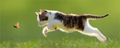 Produktbild von Wallario selbstklebendes Poster - Süße Katze fängt Schmetterling im Grünen, Größe: 50 x 125 cm