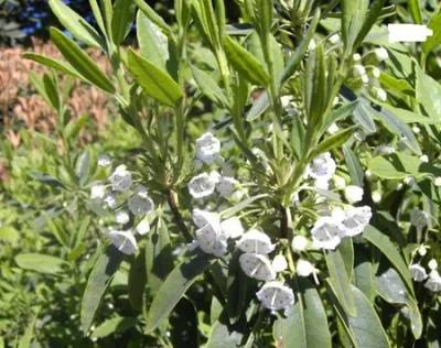 Produktbild von Schmalblättrige Lorbeerrose - Berglorbeer - Kalmia angustifolia Alba - 20-30cm
