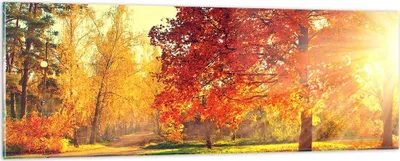 Produktbild von Bilder auf glas - Park Herbst Baum - 90x30cm - Glasbilder - Wandbilder - Kunstdruck - zum Aufhängen bereit - Wanddekoration aus Glas - Glas Bilder - Wandbild auf Glas - Einteilig - GAB90x30-3654