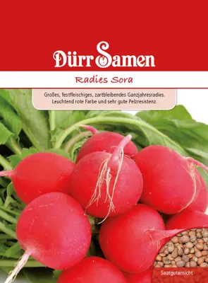 Produktbild von Dürr-Samen - Radies Sora - Saatgut - 1844