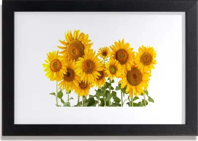 Produktbild von Bild 30x20 MDF-Rahmen Wandkunst Sonnenblumen Pflanze