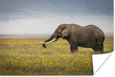 Produktbild von MuchoWow® Poster Elefant - Tiere - Blumen - Gras - Natur 60x40 cm - Schlafzimmerdekoration