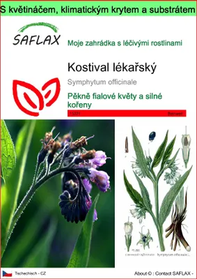 Obrázek produktu pro SAFLAX Garden to go - Kostival lékařský - Symphytum officinale - 15 Semena - S květináčem, klimatickou poklicí a pěstebním substrátem
