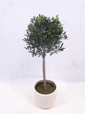 Produktbild von [Palmenlager] Olivenbaum "Olea europea"  - Hochstamm 120 cm mit Blüten/Früchten