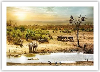 Produktbild von Poster - Poster ohne Rahmen - Safari Tiere - 70x50 cm - Wand Bild - Wanddeko - Wandbilder - Kunstposter - Wandposter - Bilder - Kunstdruck - Wanddekoration - Wandbild - P2XAA70x50-3880