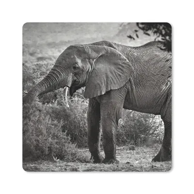 Produktbild von MuchoWow® Mauspad Mousepad Elefant - Tiere - Bäume - Schwarz - Weiß 20x20 cm - Mousepads - Maus Mat - Pad - Mausunterlage - Desk Mat - Bureauartikeln