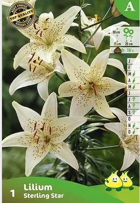Obrázek produktu pro 5 x Lilium 'Sterling Star' - Lilie - Květinové cibulky - Cibulky