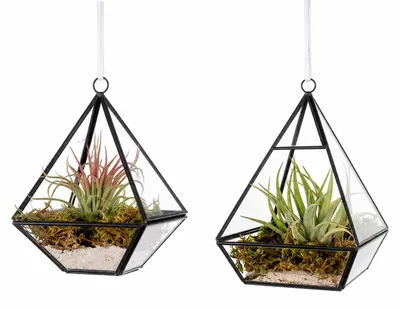 Productafbeelding van WinQ Plantenterrarium, zwart, set van 2 stuks – Hangend glazen terrarium met varentjes (Tillandsia)