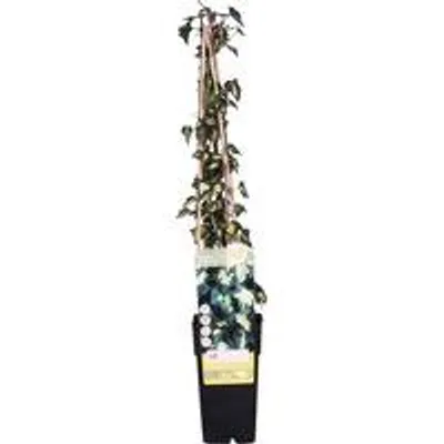 Productafbeelding van Famanu Efeutute 'Goldheart' - 65 cm hoog, diameter 15 cm