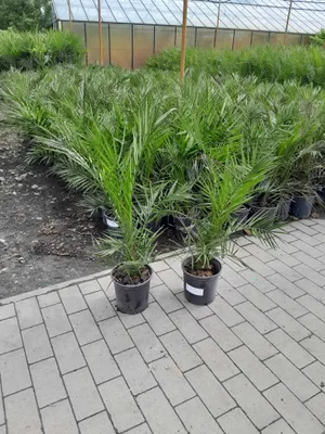 Two potted palm trees are displayed on a paved walkway in front of a greenhouse.