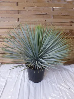 Produktbild von [Palmenlager] XL Yucca rostrata 80 cm - Kugelkopf im großen 32 cm Ø Topf - Winterharte Palme -