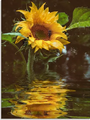 Produktbild von ARTland Glasbild Sonnenblume mit Wasserspiegelung Größe: 60x80 cm