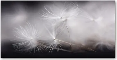 Produktbild von Tulup® Leinwandbild - 140x70 cm - Wandkunst - Drucke auf Leinwand - Leinwanddruck  - Blumen & Pflanzen - Schwarzweiß - Pusteblume