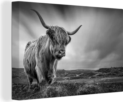 Produktbild von OneMillionCanvasses® - Leinwandbilder - 140x90 cm, Kühe - Schottische Hochlandkühe - Natur - Tiere - Schwarz und weiß, Wandbilder Kunstdruck Wanddekoration - Foto auf Leinwand -