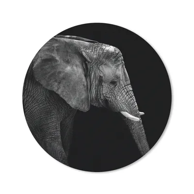 Produktbild von MuchoWow® Mauspad Mousepad Elefant - Schwarz und weiß - Porträt - Tiere 20x20 cm - Mousepads - Maus Mat - Pad - Mausunterlage - Schreibtischmatte