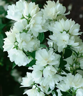 Produktbild von BALDUR Garten Schneeweißer Duft-Jasmin,1 Pflanze, Philadelphus lemoinei Gartenjasmin duftend winterhart Duft-Jasmin, pflegeleicht, blühend, Blütenstrauch, Sommerjasmin