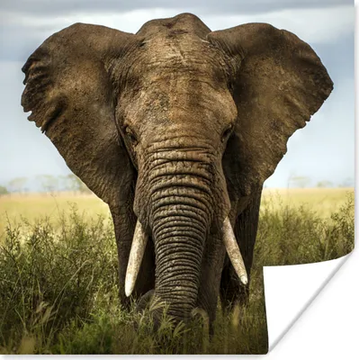 Produktbild von MuchoWow® Poster Elefant - Natur - Gras - Tiere - Landschaft 50x50 cm - Wohnzimmerdekoration