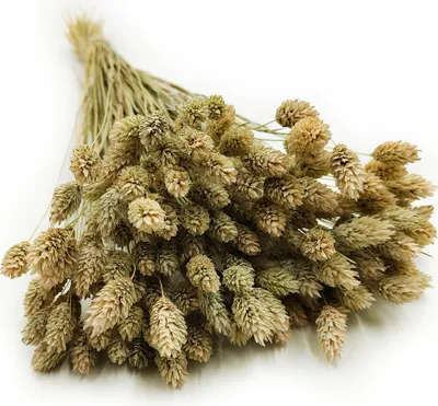 Produktbild von Phalaris Getrocknete - Kanariengras - Natürlich