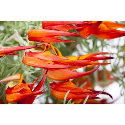 Produktbild von Lotus maculatus, rot - Hornklee, rot, im Topf 11 cm, in Gärtnerqualität von Blumen Eber - 11cm
