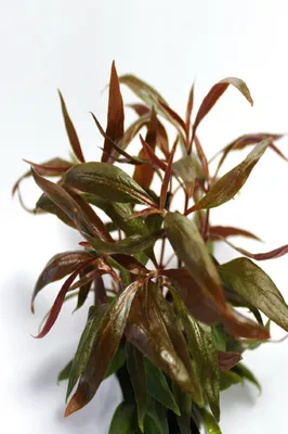 Produktbild von Alternanthera reineckii Mini Wasserpflanze Aquariumpflanze