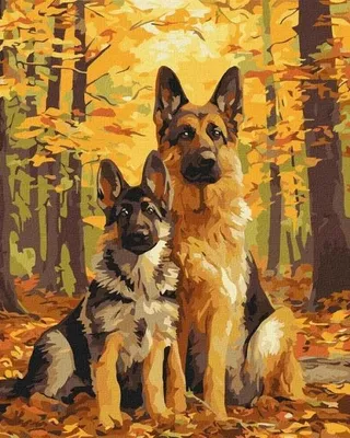 Produktbild von Malen nach Zahlen – Waldtiere, 40x50 cm – Ideyka