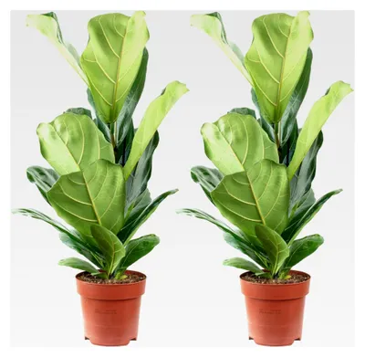 Produktbild von 2er-Set Geigenfeige - Ficus Lyrata - Höhe ca. 65 cm, Topf-Ø 17 cm