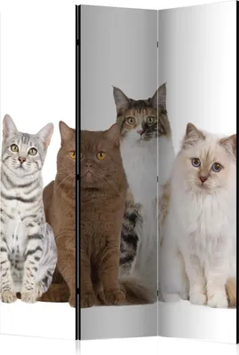 Produktbild von 3-teiliger Einseitiger Vlies Paravent - Sweet Cats 135x172 cm Tiere g-B-0066-z-b