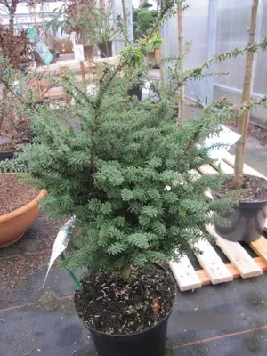 Produktbild von Japanische Zwerg-Hemlocktanne - Tsuga diversifolia Minikin - 40-50