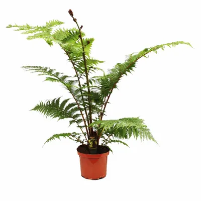 Produktbild von Australischer Baumfarn Cyathea Australis 80-100 cm inkl. Topf – Exotischer Zimmerfarn für Garten, Terrasse & Wintergarten, schnellwüchsig