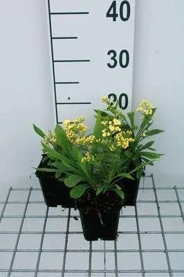 Zdjęcie produktu dla 6 x Solidaster luteus 'Lemore' - Nawłoć - doniczka 9 x 9 cm