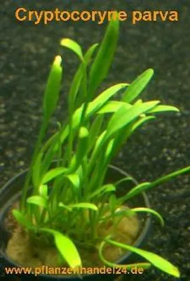 Produktbild von 1 Topf Cryptocoryne parva, Wasserpflanzen