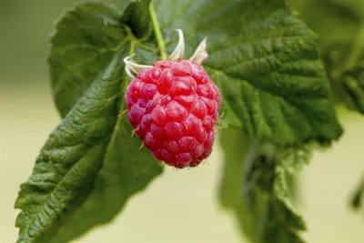 Produktbild von Rubus idaeus 'Malling Promise', Himbeere, 40–60 cm