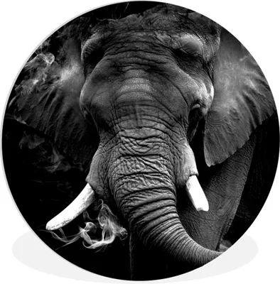 Produktbild von MuchoWow® Rundes Wandbild - Runde Bilder Elefant - Rauch - Zähne - Schwarz - Weiß Ø 60 cm Kreis Wanddekoration Kunststoff - Wandkreis - Wandschmuck - Wand Kreis - Das Schlafzimmer - Die Bilder - Wandmalerei - Kunst für das Haus - das Plastik