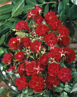 Produktbild von Rosa 'Mainaufeuer', Rose, leuchtend rot, 3-5 Liter Container