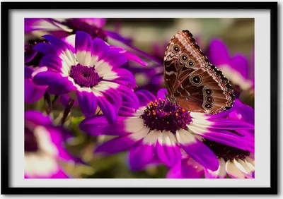 Produktbild von Bild - Bilder - Bilderrahmen - 70 cm x 50 cm - MDF-Rahmen, Wandkunst Schmetterling auf einer Blume