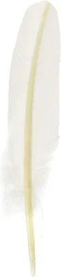 Imagen del producto de J. Herbin - Jacques Herbin - Pluma de ganso blanca, cortada, 21 cm
